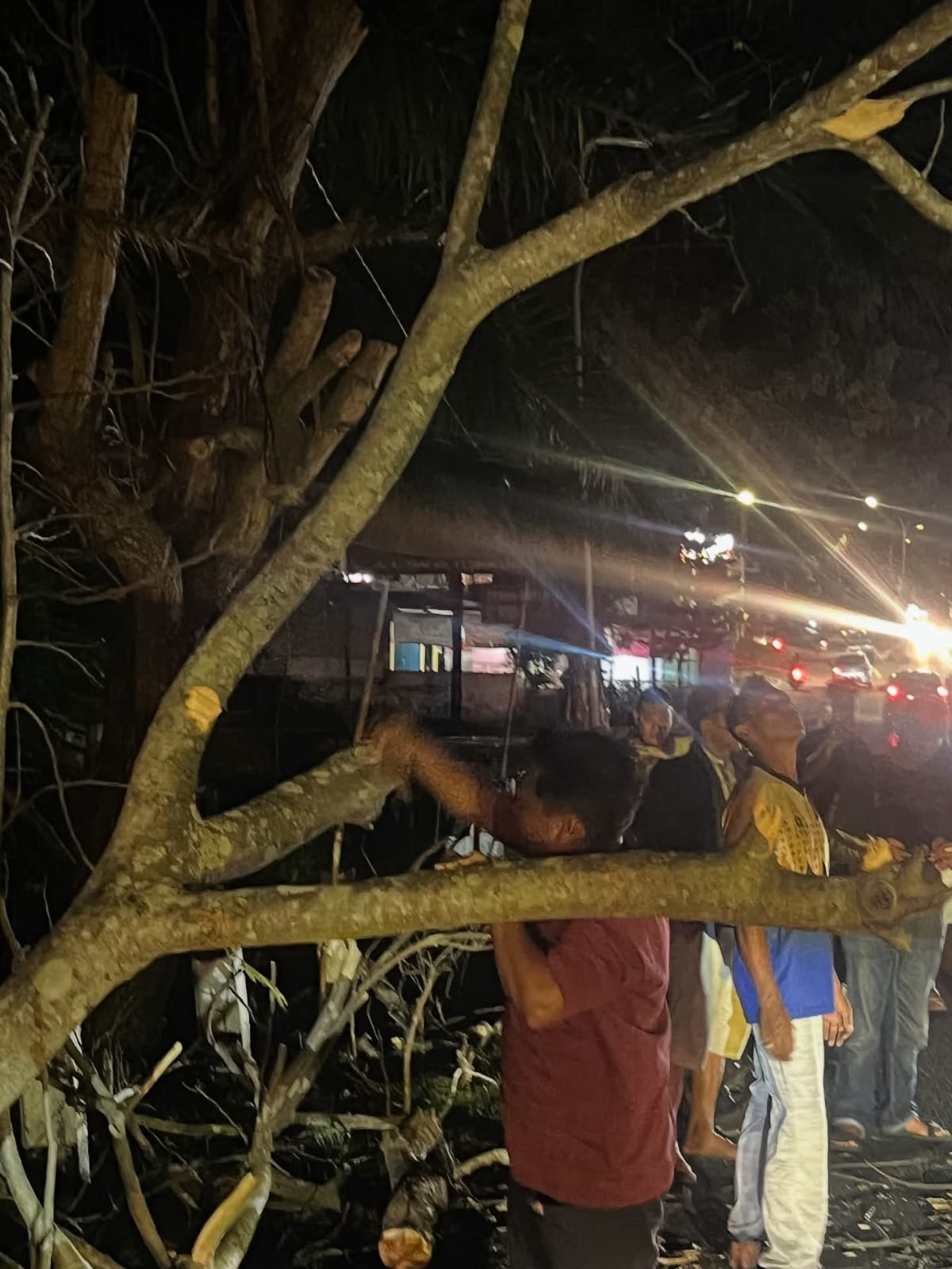 DLH Linggau Sigap Evakuasi Pohon Tumbang
